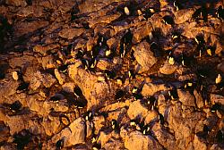 Adelie127 - Adelie penguins rookery