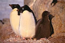 Adelie129 - Adelie penguins and chick