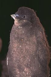 Adelie147 - Adelie penguin chick