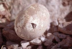 Adelie160 - Hatching egg of Adelie penguin