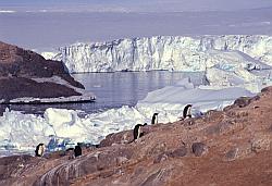 Adelie182 - Adelie penguins on land