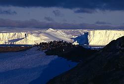 Adelie184 - Adelie penguins rookery