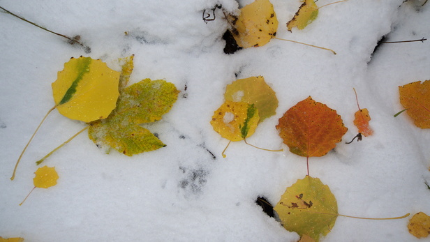 [20101019_114746_LeavesOnFirstSnow.jpg]
Leaves on first snow