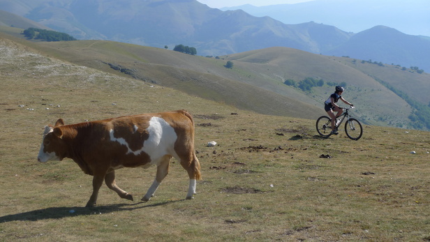 [20090810_093128_CowBike.jpg]
Local fauna found up on the mountain.