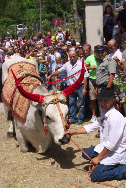 [20120805_130727_SantaMariaDellaNeve.jpg]
The white bull kneeling in front of the crowd... and the church.