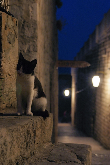 [20070821_200828_Dubrovnikats.jpg]
Still protecting the city for plague after all those centuries... or just standing watch over the next round of cat-food ?