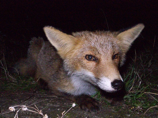 [20070907-215359_Fox.jpg]
I took those pictures with the small Ricoh, as I hadn't brought the flash for the bigger S5. Since the camera has a 28mm, I had to be less than 50cm away on all those shots. The fox didn't show any fear and didn't seem to mind the flash either.