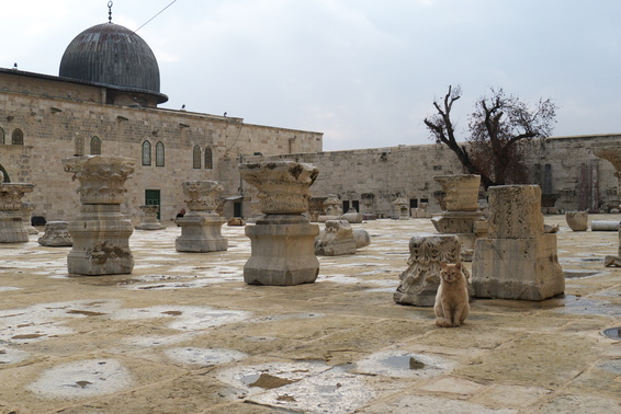 [20111117_081341_TempleMount.jpg]
Although there are many possible entrances to Temple Mount, only one lets the tourists through. This is a cat in front of the Al-Aqsa mosque.