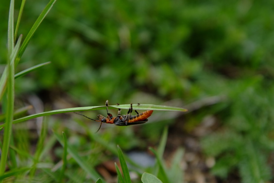 [20070501-140214_Insects.jpg]
Insect doing its balancing act on a blade of grass.