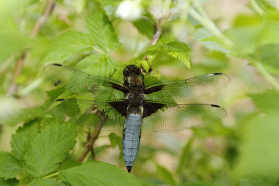 [20070504_171203_Dragonfly.jpg]
Dragonfly on a raspberry tree.