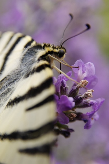 [20070624_144309_LavenderButterfly.jpg]
A close-up on the head of a butterfly sucking pollen from a lavender flower.