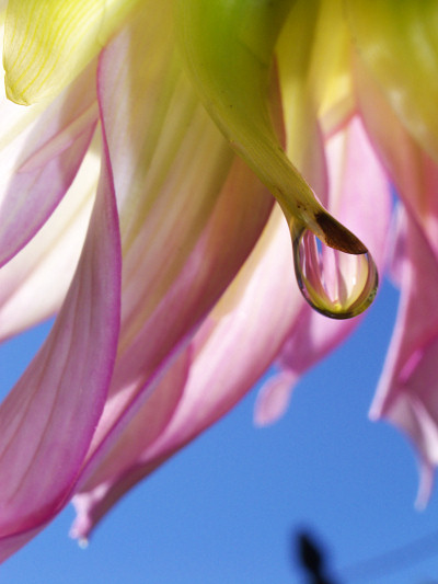 [20080818_101851_Dalia.jpg]
Water drop under dahlia flower.